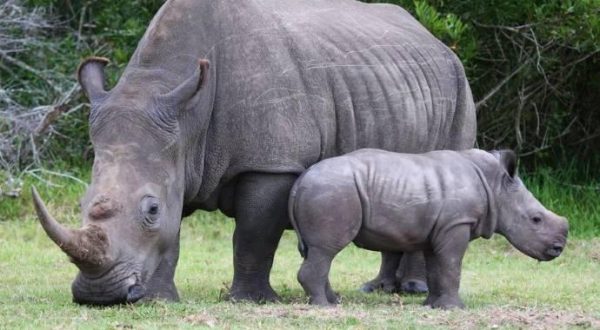 Bella, il rinoceronte bianco ucciso per rubarle l’ultimo centimetro di corno
