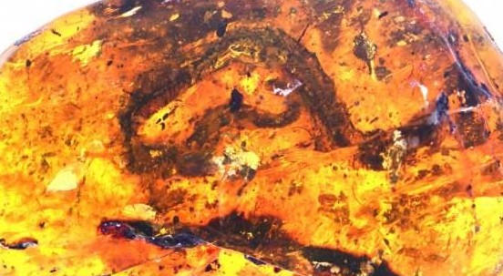 Scoperto il più antico baby serpente fossile, splendidamente conservato nell’ambra