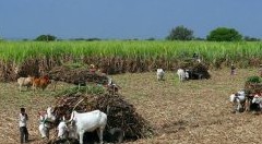 Sikkim: un piccolo paradiso nel cuore dell’Himalaya che dovrebbe essere da esempio per tutto il mondo