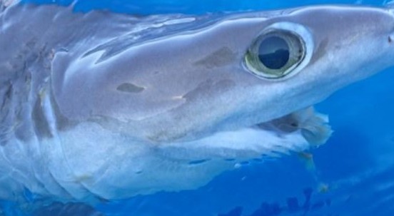 Scoperta nuova specie di squalo che sembra un alieno