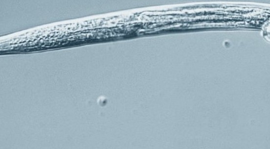 Vermi congelati nel permafrost di 42.000 anni fa tornano in vita