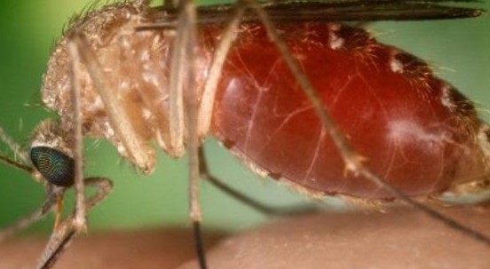 West Nile: si allarga il contagio del virus trasmesso dalle zanzare. I sintomi da non sottovalutare