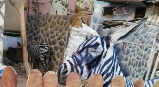 Questa non è una zebra. Lo zoo egiziano che ha dipinto un asino in bianco e nero