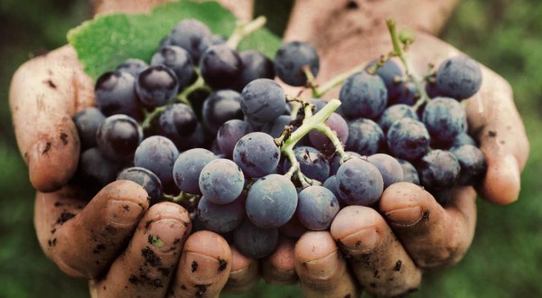 Maltempo, Coldiretti: a rischio la vendemmia