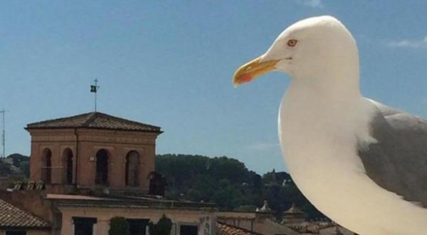 Roma risponde al New York Times con i cassonetti anti-gabbiano