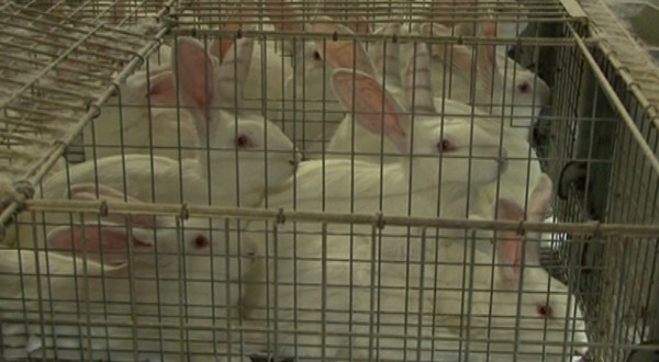 Stop all’uso delle gabbie negli allevamenti, obiettivo un milione di firme in Europa