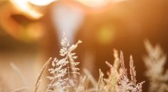 Un italiano su tre sceglie il biologico