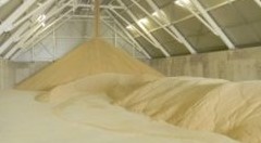 Difficoltà settore zucchero. Centinaio preoccupato per il futuro del comparto e della produzione in Italia