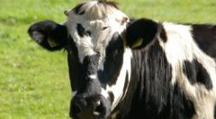 Emilia Romagna. Psr, trovare risorse per finanziare progetti filiera su latte e formaggi