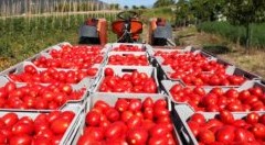 Pomodoro. La campagna 2018 chiuderà con una calo delle produzioni del 15%