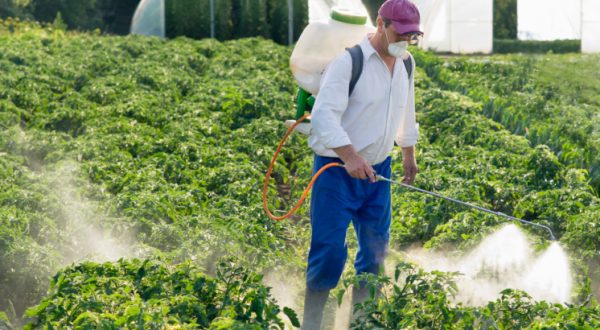 Pesticidi: Ue detta le regole sul verderame