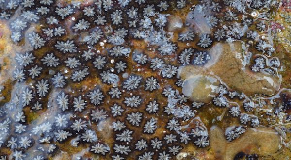 Botryllus schlosseri: animale che popola le acque marine e che sta svelando come sia evoluto il nostro sistema immunitario