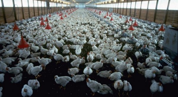 Il costo della carne sull’ambiente e’….