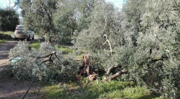 In Puglia ‘scomparsi’ ulivi secolari