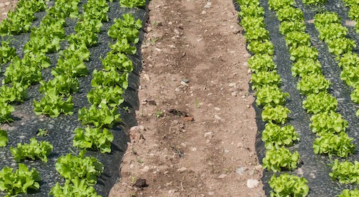 Nuova ricerca per determinare l’utilizzo di eventuali sostanze non ammesse in agricoltura biologica