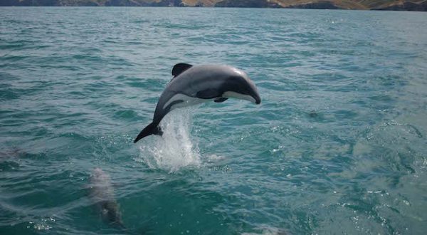 Il delfino di Maui è la specie di delfino marino più a rischio estinzione sul pianeta