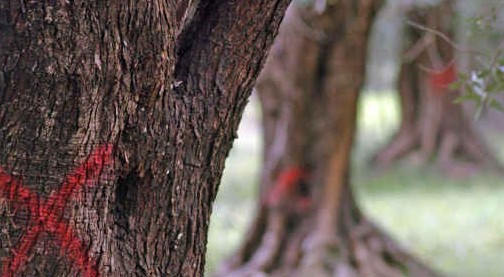 Xylella: uno studio conferma che attualmente non esiste “alcuna soluzione” per eliminare i batteri nelle colture