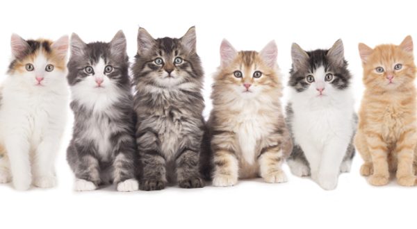 Vivere con un gatto fa bene alla salute: ecco 5 motivi