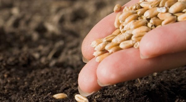 Sementi biologiche: nuovo meccanismo di richiesta