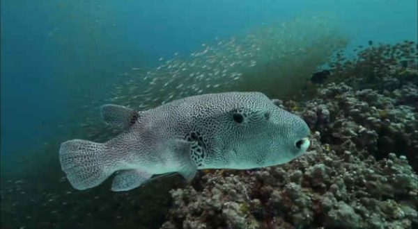 Giornata mondiale delle specie selvatiche