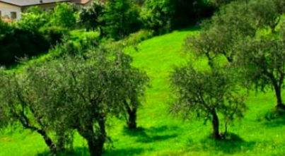 Laboratori universitari ed esperti fitosanitari al capezzale delle piante di olivo del Veneto