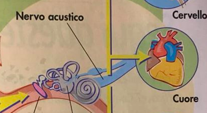 Le Parole Entrano Nell’orecchio E Fecondano Tutto Il Corpo