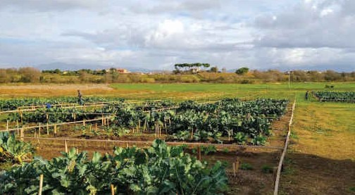 A Roma il primo Orto 2.0: servizio di coltivazione biologica con orto “tascabile”