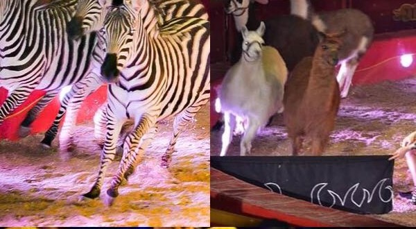 Fantastico e travolgente, è lo show del Maya Orfei Circo Madagascar