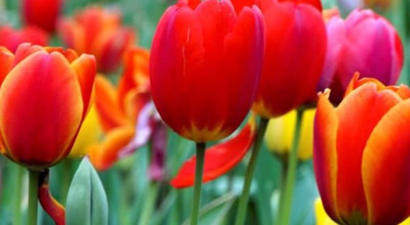 #salottoculturale – tema del mese di Maggio 2020