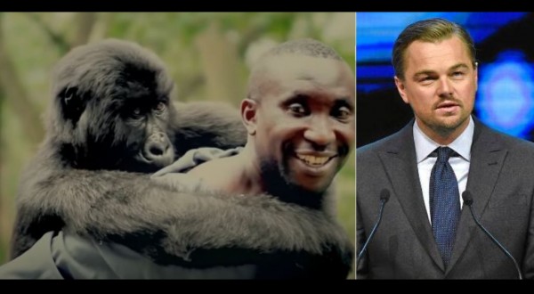 Di Caprio, Jenkins e Netflix a lavoro su ‘Virunga’: film sui gorilla a rischio estinzione