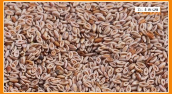 Sorsi di Benessere – Le bucce di psillio