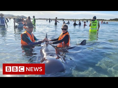 Rescuers save whales from notorious stranding spot – BBC News