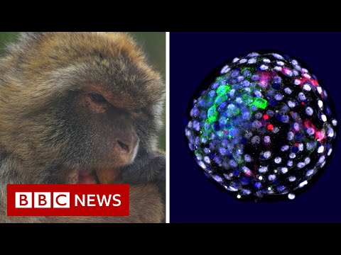 Human cells grown in monkey embryos spark ethical debate – BBC News