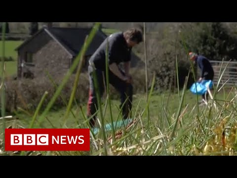 Trees planted by hospital treating Covid patients – BBC News
