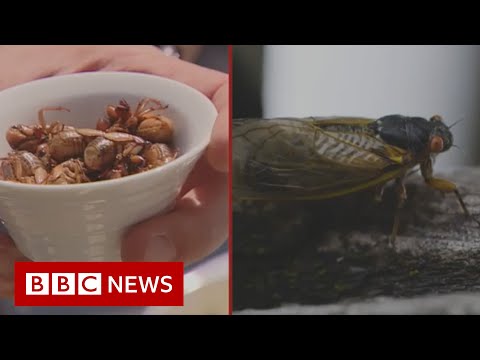 The chef cooking up insect ‘flavour bombs’ – BBC News