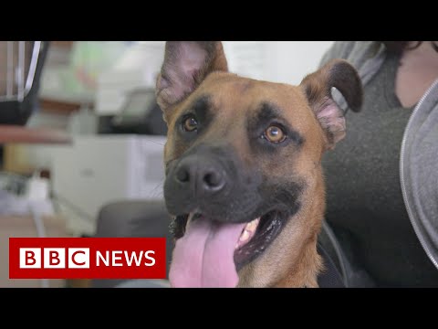 US dog shelters struggle with returns after pandemic adoption boom – BBC News