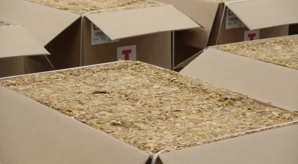 Philip Morris acquista il 41% della produzione di tabacco veneto