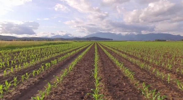 Il mercato dell’agricoltura 4.0 vale 540 mln