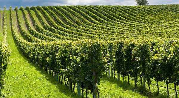 Agricoltura, accordo in Europa sulla riforma della Pac