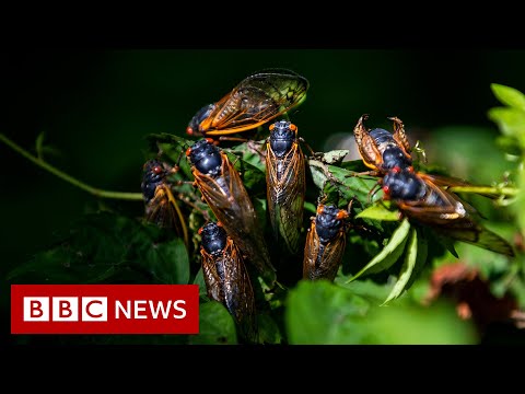 Cicadas: What to know about the ‘remarkable’ and noisy bugs – BBC News