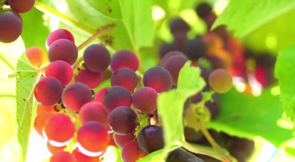 Ristrutturazione vigneti, domande prorogate al 31/7