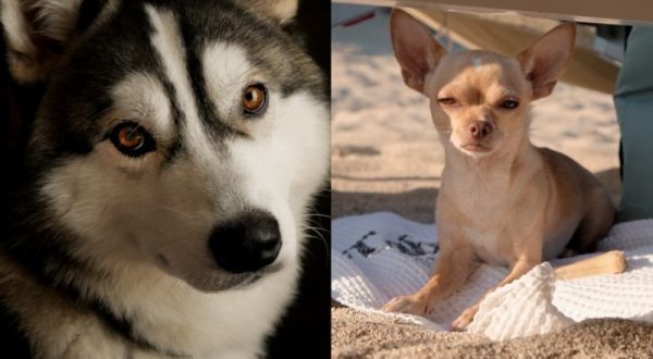 Giornata mondiale del cane, il migliore amico dell’uomo star dei social