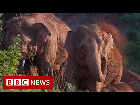 150,000 evacuated from path of trekking herd – BBC News