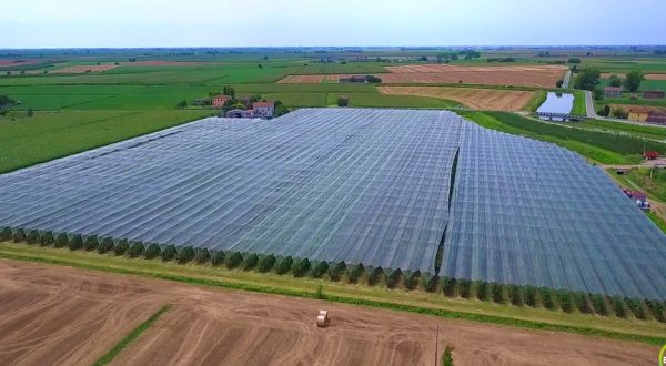 Genetica e digitale: le parole chiave per l’agricoltura del futuro