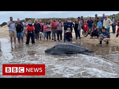 Stranded 600lb turtle returned to Atlantic Ocean – BBC News
