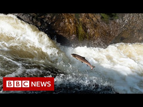 Saving a million salmon and a tribe in a historic drought – BBC News
