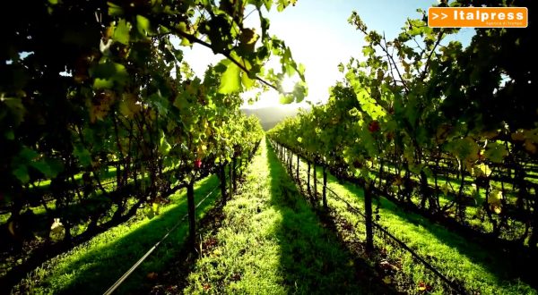 Confagricoltura, entro 15/10 candidature Premio Innovazione