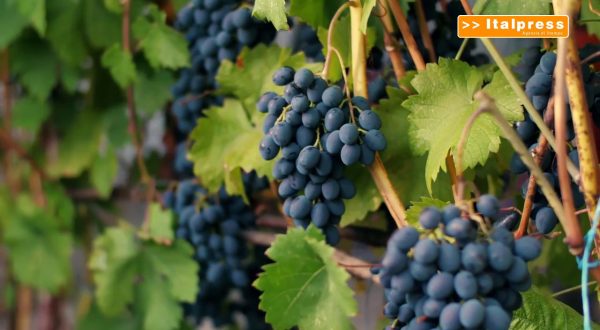 Viticoltura, dalla Pac opportunità per sfida green