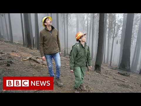 The ancient Calfornian giants destroyed by climate change – BBC News