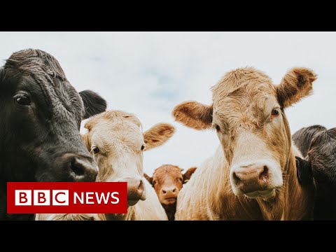 More than 80 nations vow to slash methane levels – BBC News